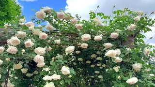 【4K】京成バラ園（千葉県）2024年5月2日の開花状況　May 2, 2024　Early blooming roses　Japanese rose garden