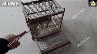 أفضل مصيدة لصيد الطيور المغردة للحسون مثلا