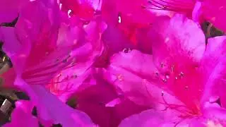 ✼*ﾟ🪷༅༅｡𝁘𝆬࿔🐦✼*ﾟ༅ •🌿✿.•🌸𝁘𝆬࿔✼*ﾟ🩷༅•🌿✿.•🐦✼*ﾟ💛༅༅｡𝁘𝆬࿔🐦✼*ﾟ༅🤍 •🌿✿.•𝁘𝆬🐞࿔✼*ﾟ༅•🌿✿.•🐦✼𝁘𝆬࿔🩷✼*ﾟ༅ •🌿✿.•𝁘𝆬࿔✼*ﾟ༅•🌿✿.•💛