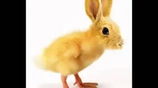 Duckbit