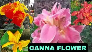 Canna Flower | Canna Lilly Flower | അലങ്കാര ചെടികളിൽ ഏറ്റവുംകൂടുതൽ ട്രെൻഡിംഗ് ആയ ചെടി.വീടുകളിലെ താരം
