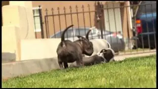 American Bully 4X's Miagi puppies (Dawgg Flix)