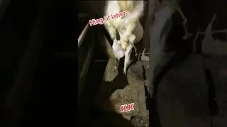 King of Lahore  hero K.K #goatslover #farmanimal #goatlovers #farmgoat #animal