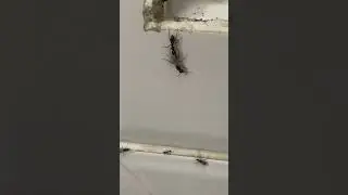 Ants mating #ants #anotherworld #intercession #matingseason #species #amazing #trendingshorts #short