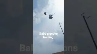 baby pigeons training time