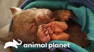 Mujer cuida de los wombats hasta su etapa de liberaci&oacute;n | El Dodo: En busca de h&eacute;roes| Animal Planet
