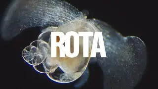 Rota &bull; Luedji Luna (Visualizer)