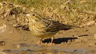 emberiza cirlus - birds of Greece