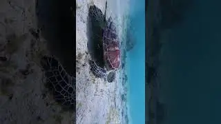 hi there buddy! #PortBarton #Palawan #Seaturtle #Philippines