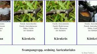 Svampangrepp, ordning Auriculariales fungus K&auml;rnkr&ouml;s Gel&eacute;tratting Chris Skruvbusksvamp Kalkskinn