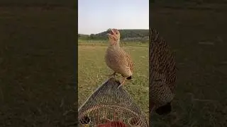 Gray partridge Male voice teetar awaaz