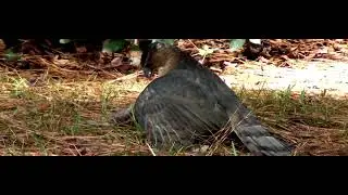 Cooper's Hawk: Cooper's Hawk Catching Prey, Cooper's Hawk Hunting Cooper's Hawk Catching A Squirrel