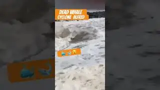 Cyclone Alfred: The Whale That Washed Ashore