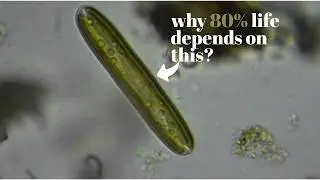 How Algae enslaved the world