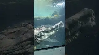 Chilling Footage: Crocodile Attacks Human #shorts#shortvideo