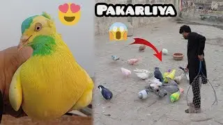 Humne Aj Kisi Ka Yellow Rang Wala Kabutar Pakarliya 😱 How to check pigeon 😱