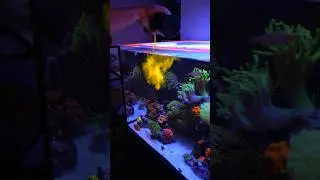 Use THIS to Color up Your Corals!!! #shorts #aquarium #corals #reef
