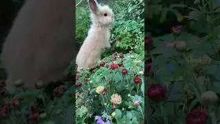Cute fluffy bunny🐰🤍 #bunny #bunnies #rabbit #cutebunny