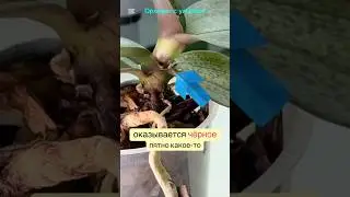 Гниет шея орхидеи. Зачищаем. #orchid #обзорорхидей #гнильшеиорхидеи #orchidcare #орхидеи