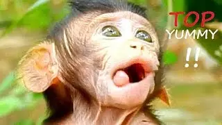 SURPRISE !! Never seen YummyFace baby monkey | Smile Watch Farrah.