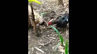 Chiness Duck running  🦆 #duck #cat #catsvsdogs #cutecat2023 #cuteduckvideo