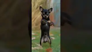 dance #cute #cat #kitten #dance #chihuahua #whowillbemylifepartnerta #funnypuppy