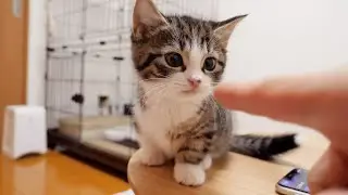 Kitten Coco, I'm sorry I'm a boring owner