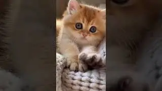 cute kitten,s 🤗🤪❤️🙈 playful antics that will melt your heart #kitten #cute #cats