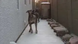 Sabre and Habro Run Back and Forth, Think They Hear Dad