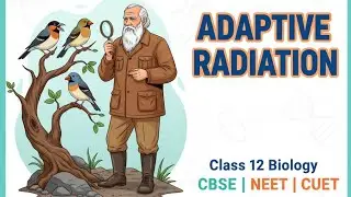 Adaptive Radiation Evolution Biology | class 12 | CBSC BOARD | NEET | CUET |