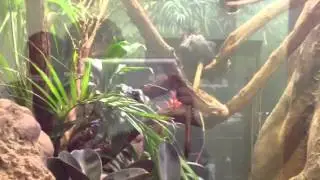 Golden head lion monkey tamarin