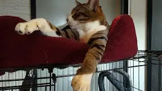 NPO 小さな天使club 保護動物部 がライブ配信中！