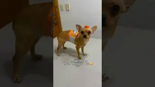 Nova Fanta Laranja 🍊😅 #pinscher #minipinscher #pinscher0 #pets #pinscherzero #pinscherminiatura
