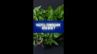 Чабрец: коварная приправа. Что скрывает популярное растение от вашего здоровья