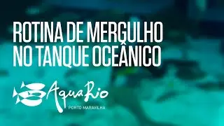 GRANDE TANQUE OCE&Acirc;NICO - Rotina de Mergulho | AquaRio