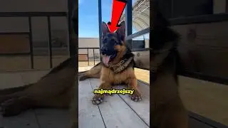 Najmądrzejszy Pies Na Świecie! 🐶🤓