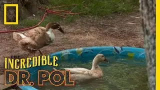 Smokey the Duck - Client Tales | The Incredible Dr. Pol