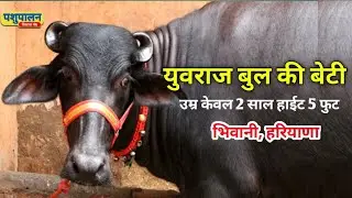 युवराज बुल की बेटी, उम्र केवल 2 साल हाईट 5 फुट, भिवानी हरियाणा