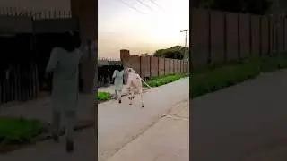 dhani bull lover ll dhani bull #shorts #subscribe