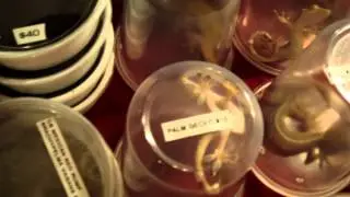 Cleveland Reptile Expo pt 2