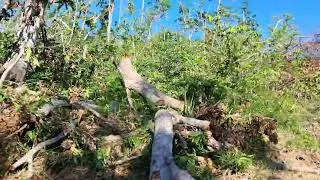 Travelling to the Cockpit Country in Jamaica two months after Hurricane Melissa.