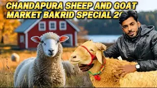 Bangalore Chandapura sheep and goat Market 2025 ❤️