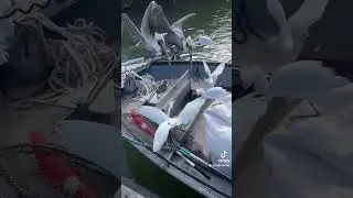 Keep an eye on the Pelican!!    #florida #dumbbirds #dumbass #pelicans #birdsofflorida