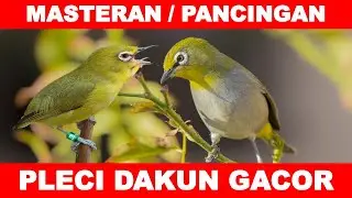 Masteran Pleci Ngalas Gacor #pleci