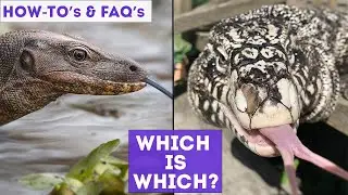FAQ | В чем разница между варанами и тегу?
