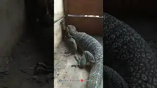 Monitor Lizard Vs Snake