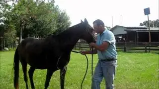 Backyard Buzz on Aspire Equine Products