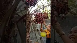 #picking #red #dates#tour#riffa#Bahrain