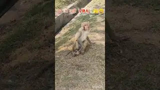 कर दो मुझे viral 😀😀 #shorts #funny #commedy #monky