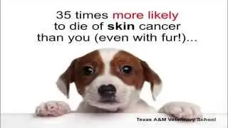 Three FDA Loopholes That You Need To Know About | Pet Food Secrets